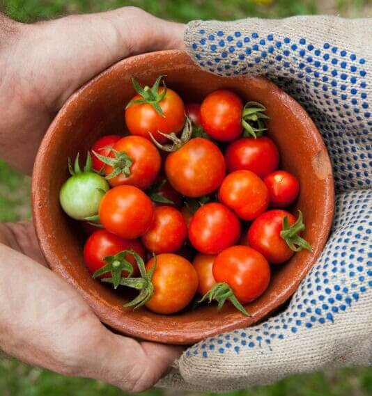 2 sets of Hands holding bowl of freshly harvested cherry tomatoes