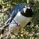 My resident Kereru (Wood-Pigeon)