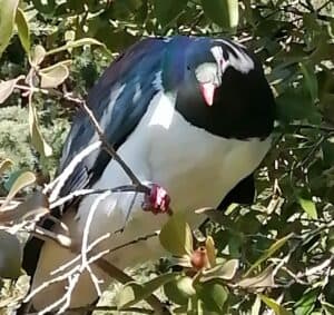 My resident Kereru (Wood-Pigeon)