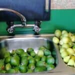 Homegrown Organic Fruit and Vegetables