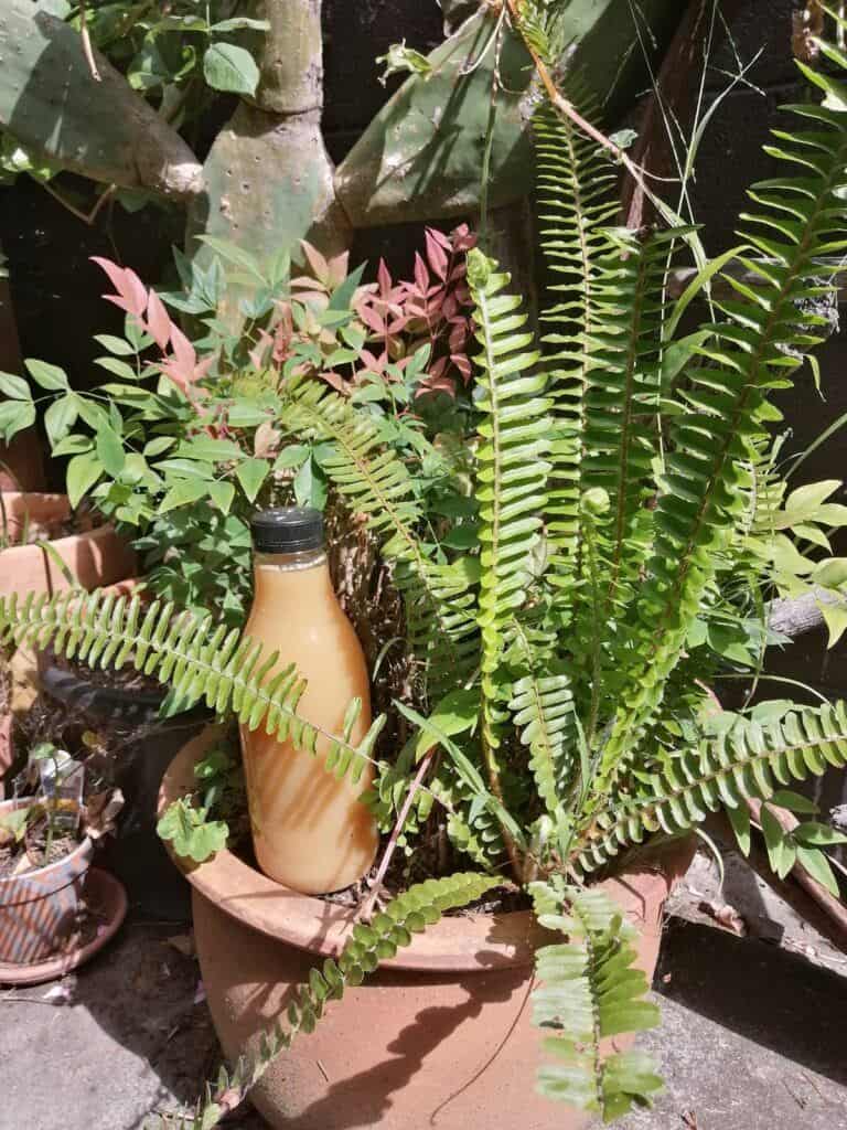 bottle of homemade liquid fertilizer in plant pot