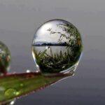 Photo of scenery within a drop of water