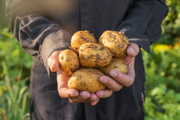 Organic vegetables. Healthy food. Fresh harvesting organic potato bulbs in farmers hands. Agriculture or farming concept. Close up