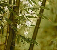 image of bamboo