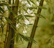 picture of bamboo