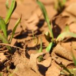 dry parched ground with sparse green plants