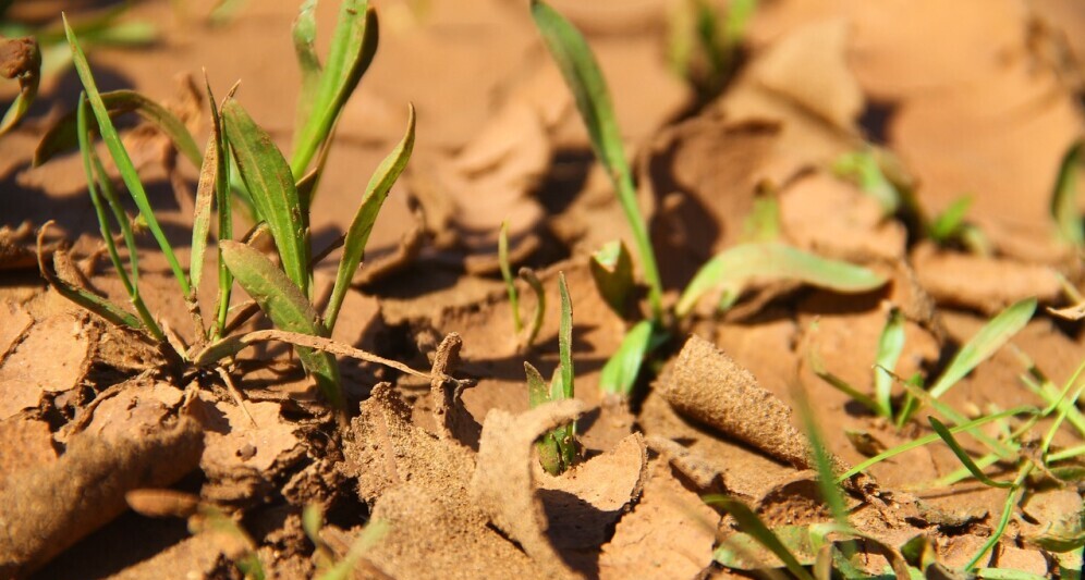 dry parched ground with sparse green plants