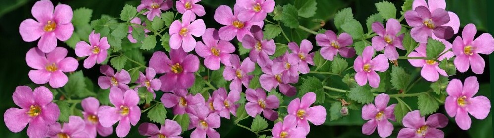 pretty pink flower 