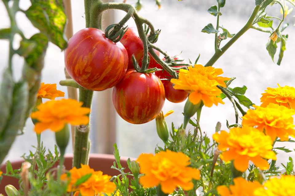 Tomatoes planted with Marigolds