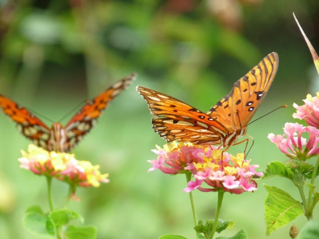 Orange butterflies landing on pink and yellow flowers