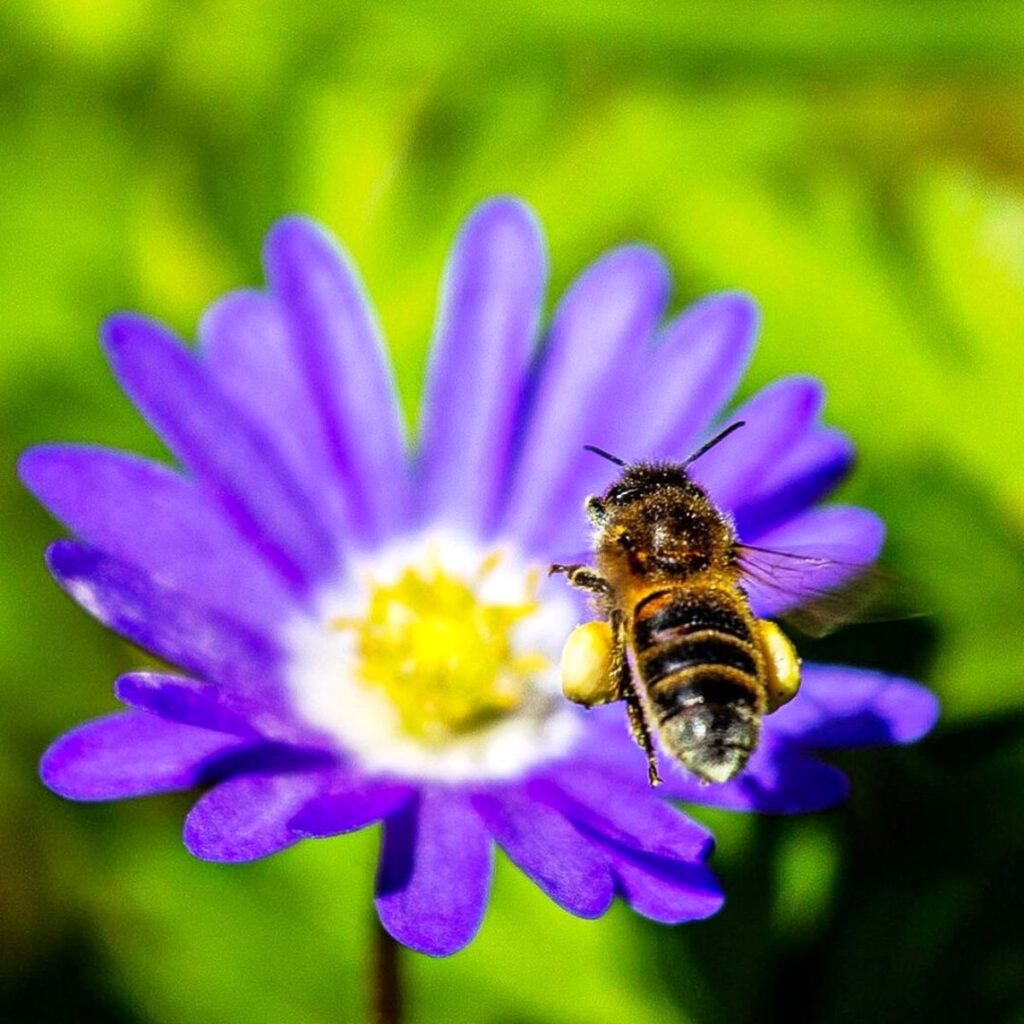 Bee flying toward purple and yellow flower