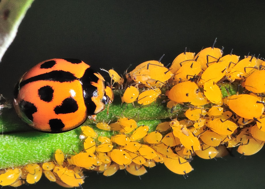 Ladybird on leaf with aphids