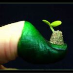 Thumb half painted green with miniature seedling sitting on nail