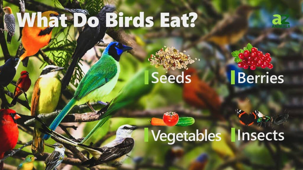 Image of different birds and categories of what they eat