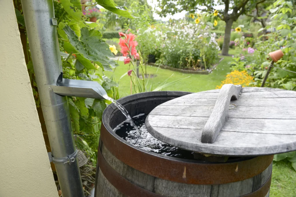 Wooden barrel collecting rainwater from cut out in downpipe