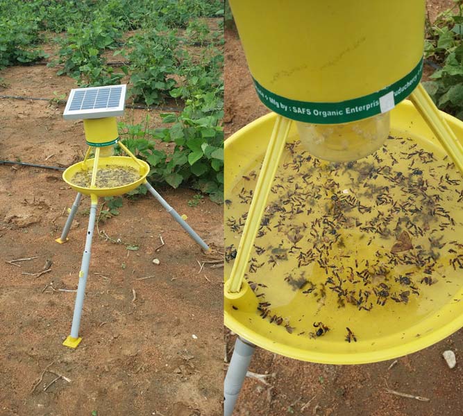 Solar powered insect trap