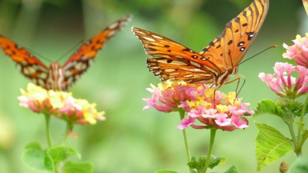 Orange butterflies landing on pink and yellow flowers