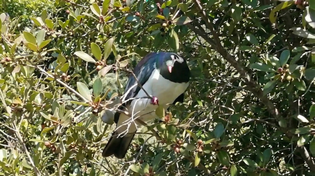 My Resident Kereru waiting in the Guava Tree for me to leave so he can eat