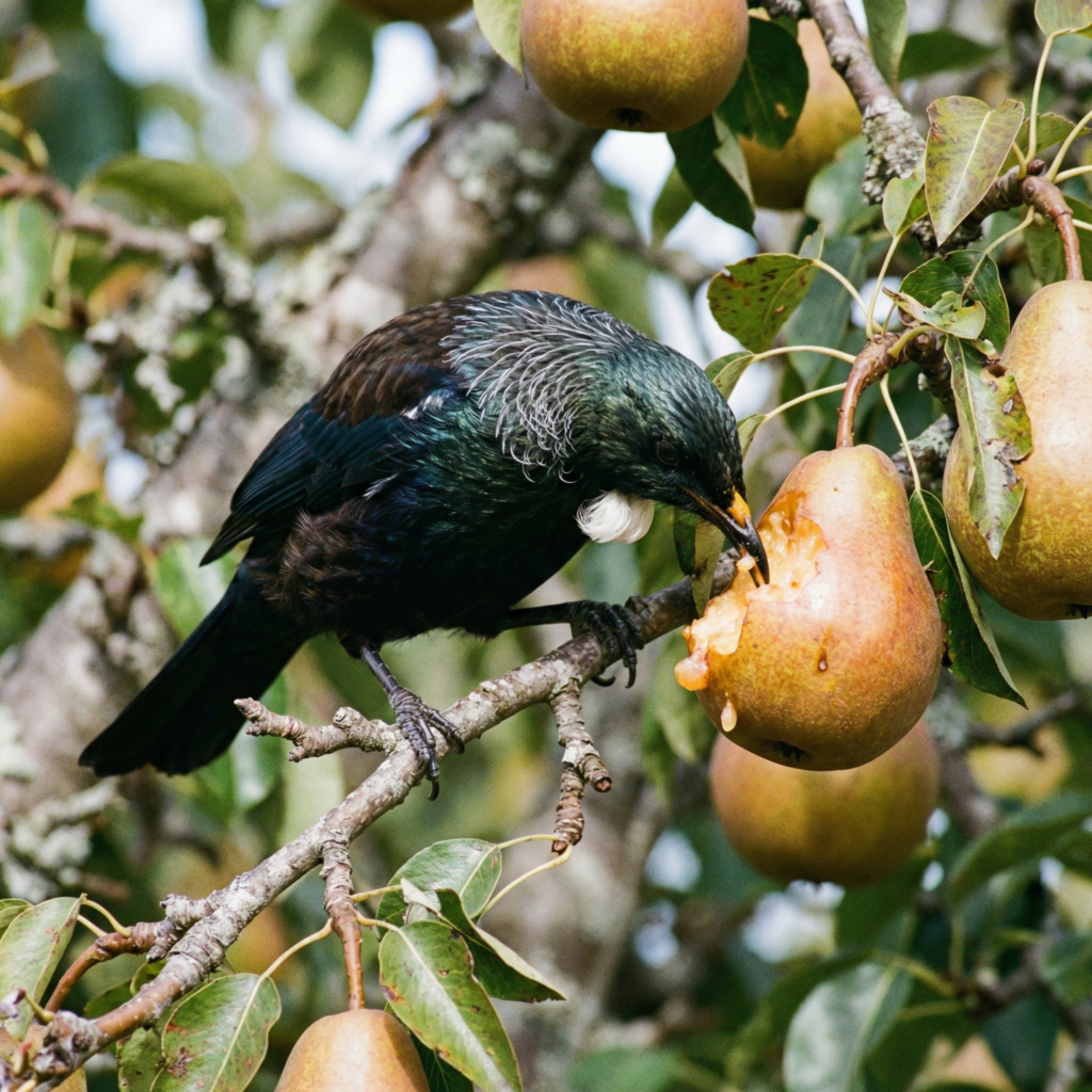 Tui eating a ripe pear on the tree
