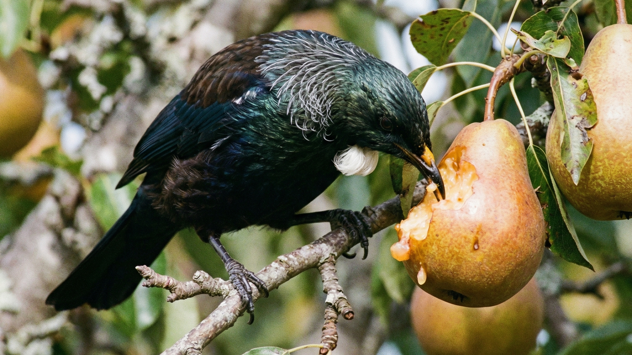 Tui eating a ripe pear on the tree